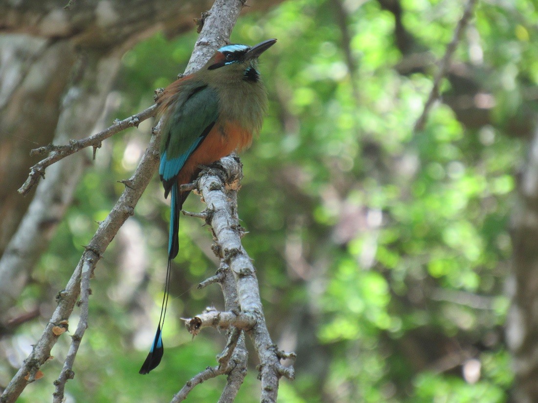 Turquoise-browed Motmot - ML152920161