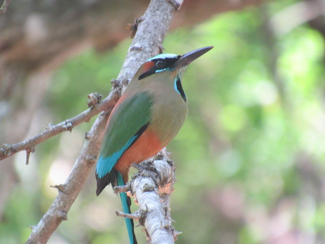 Turquoise-browed Motmot - ML152920221