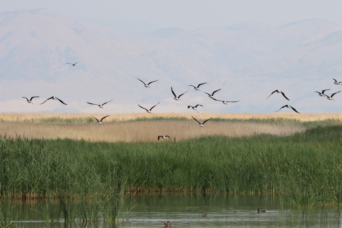 Black-necked Stilt - ML152920241