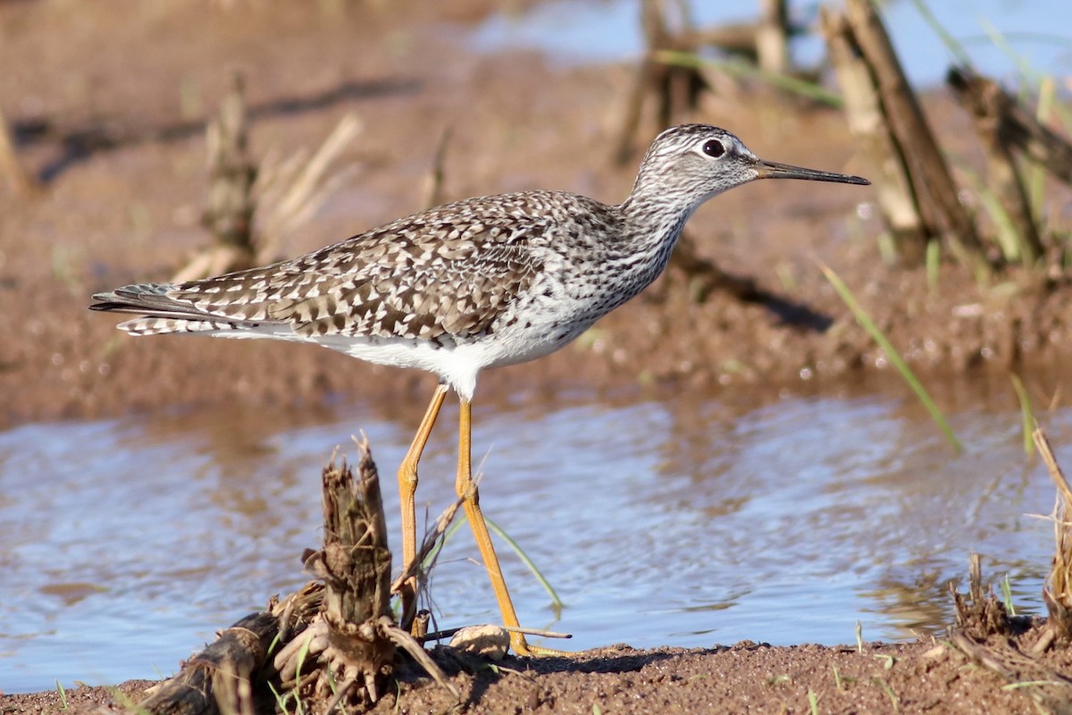 Lesser Yellowlegs - Ronald Newhouse