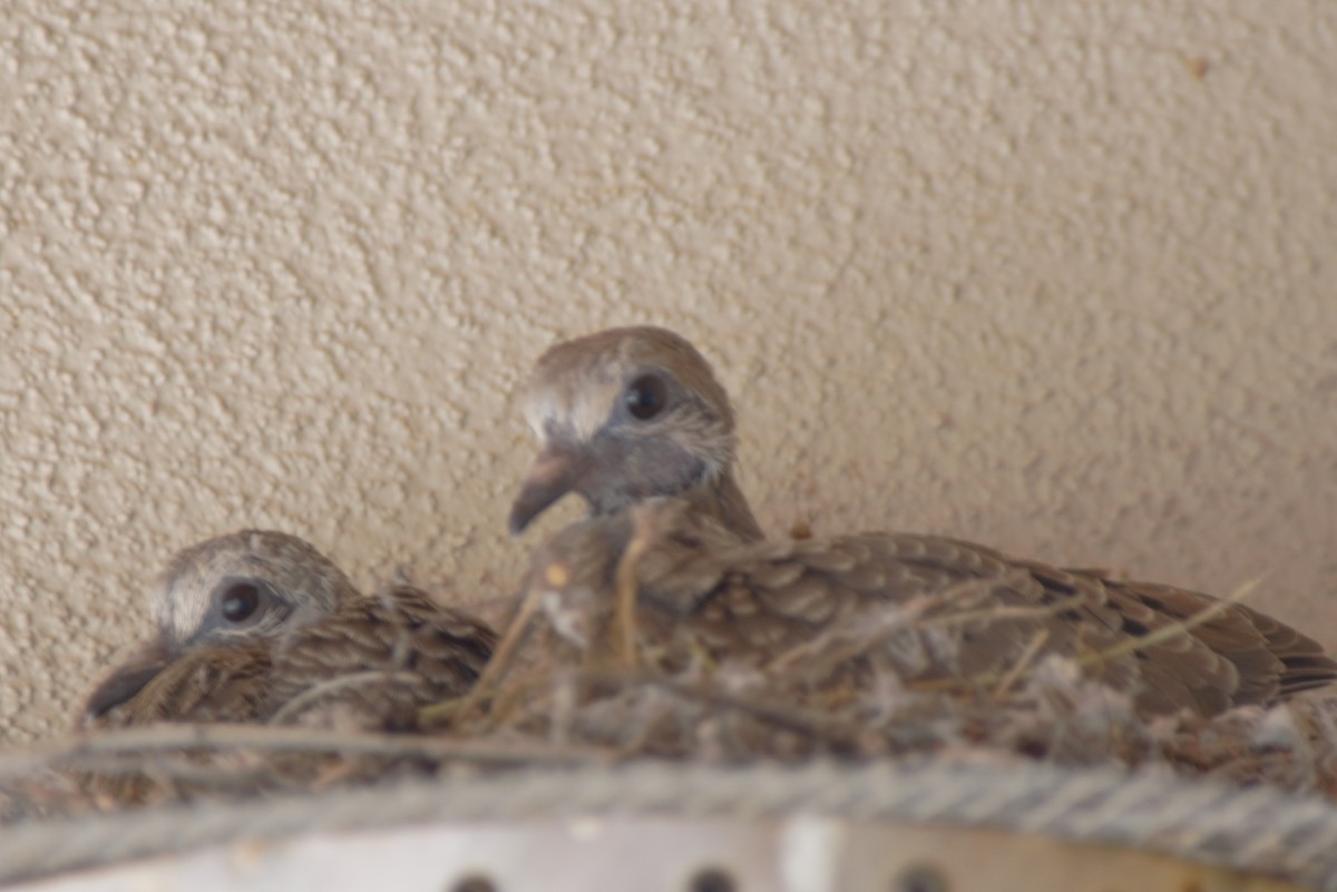 Mourning Dove - Debbie Jacquez