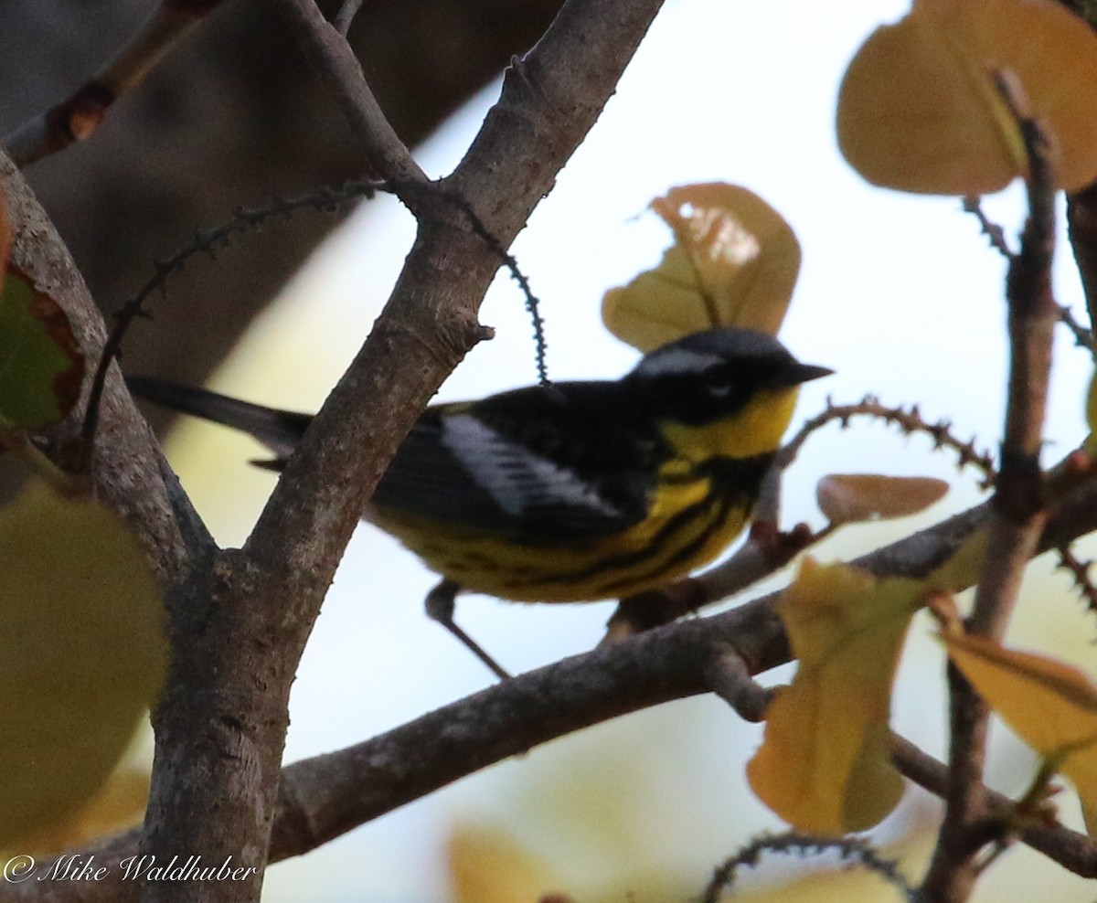 Magnolia Warbler - Mike Waldhuber