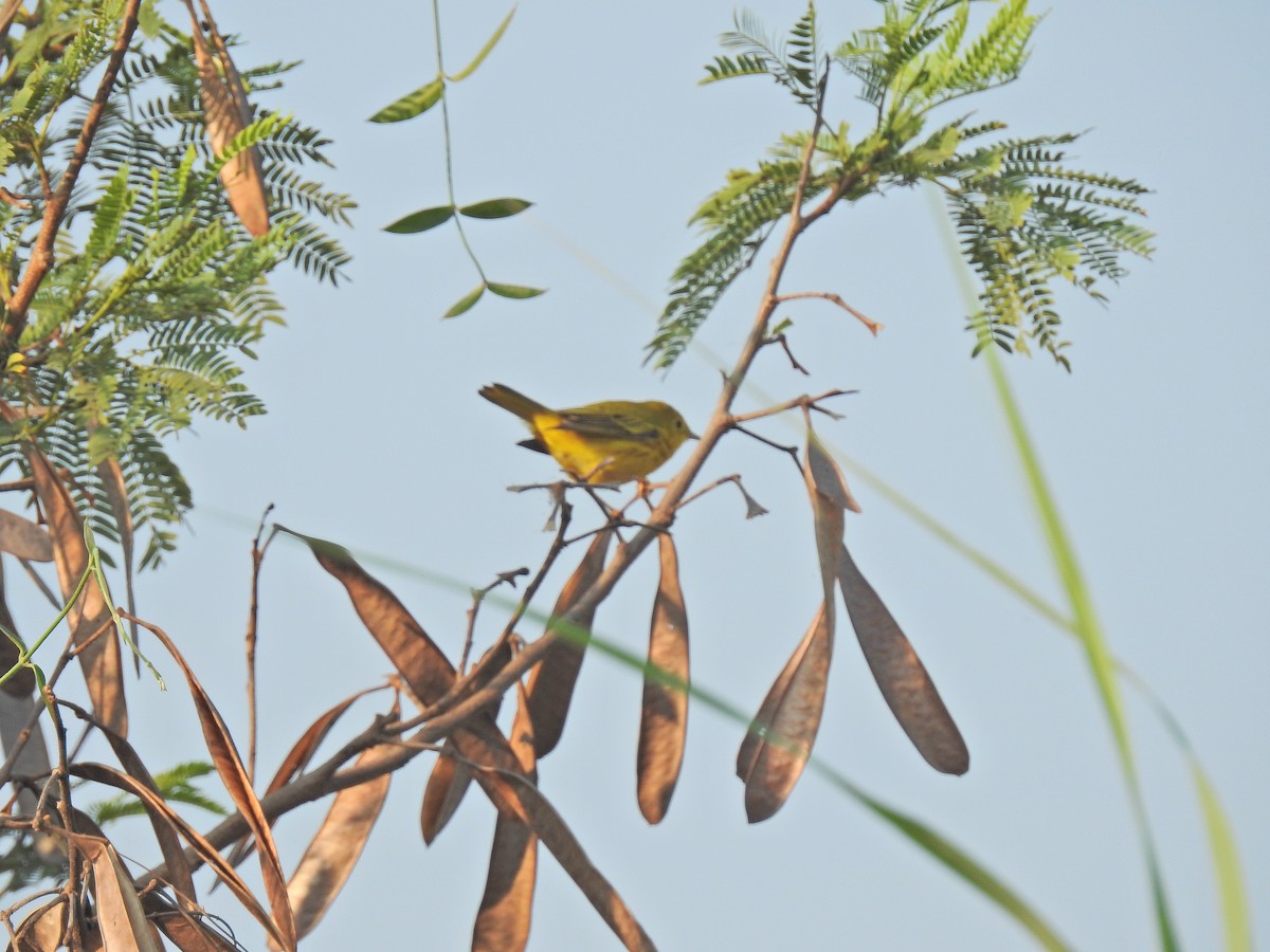 Yellow Warbler (Northern) - Nicola Cendron