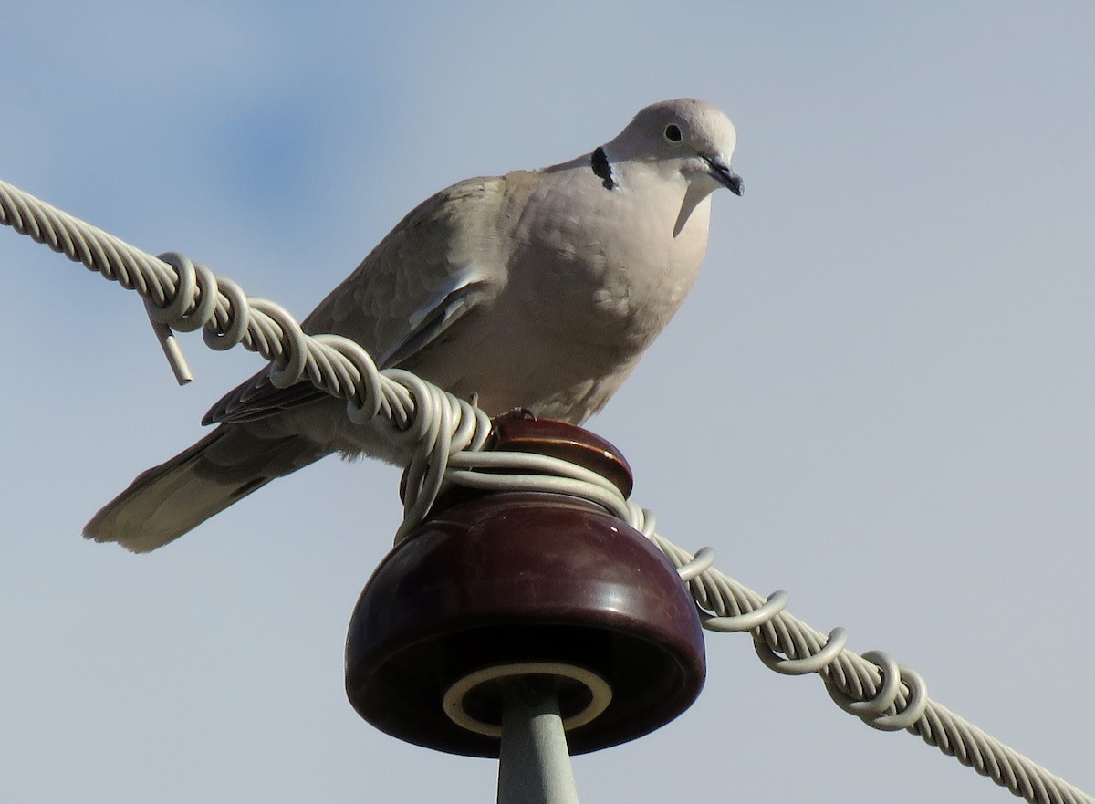 Eurasian Collared-Dove - ML152920851