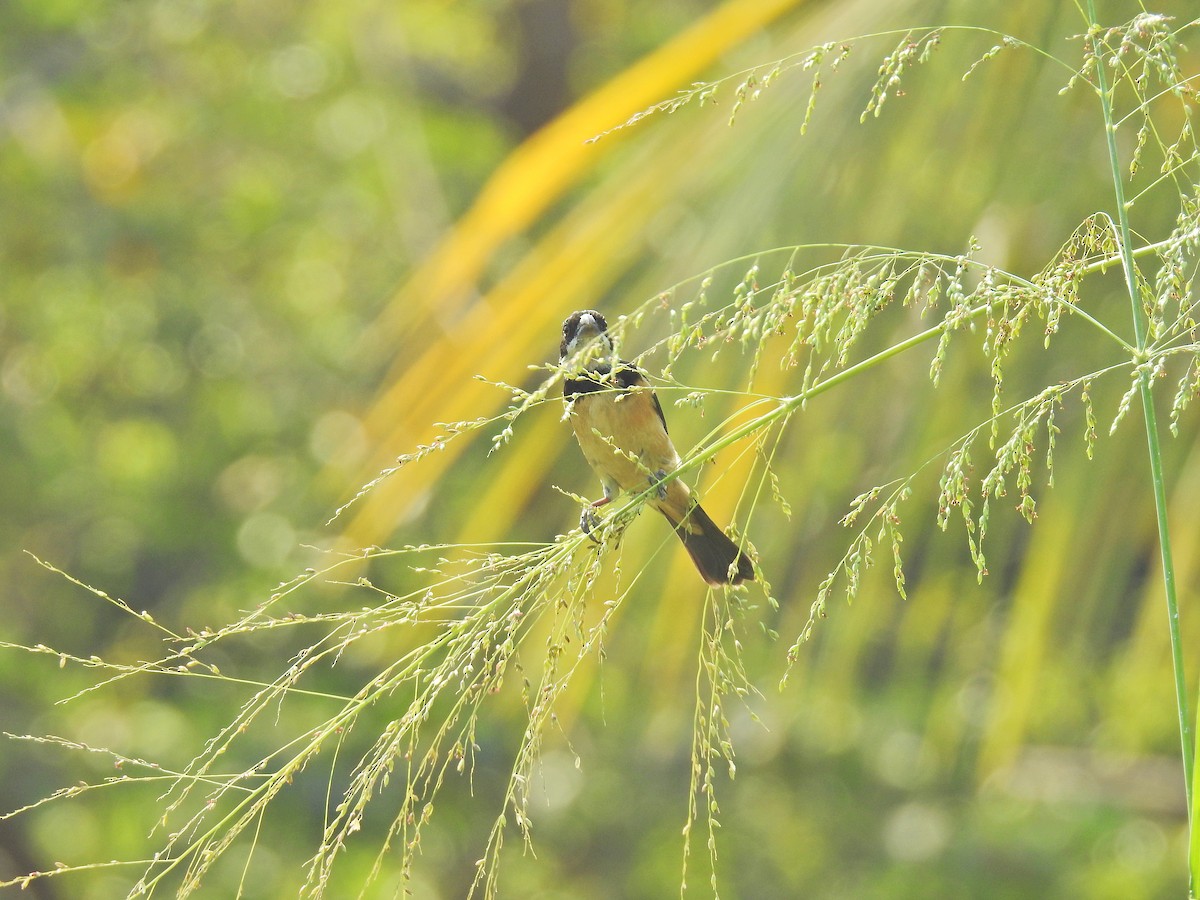 Cinnamon-rumped Seedeater - Nicola Cendron