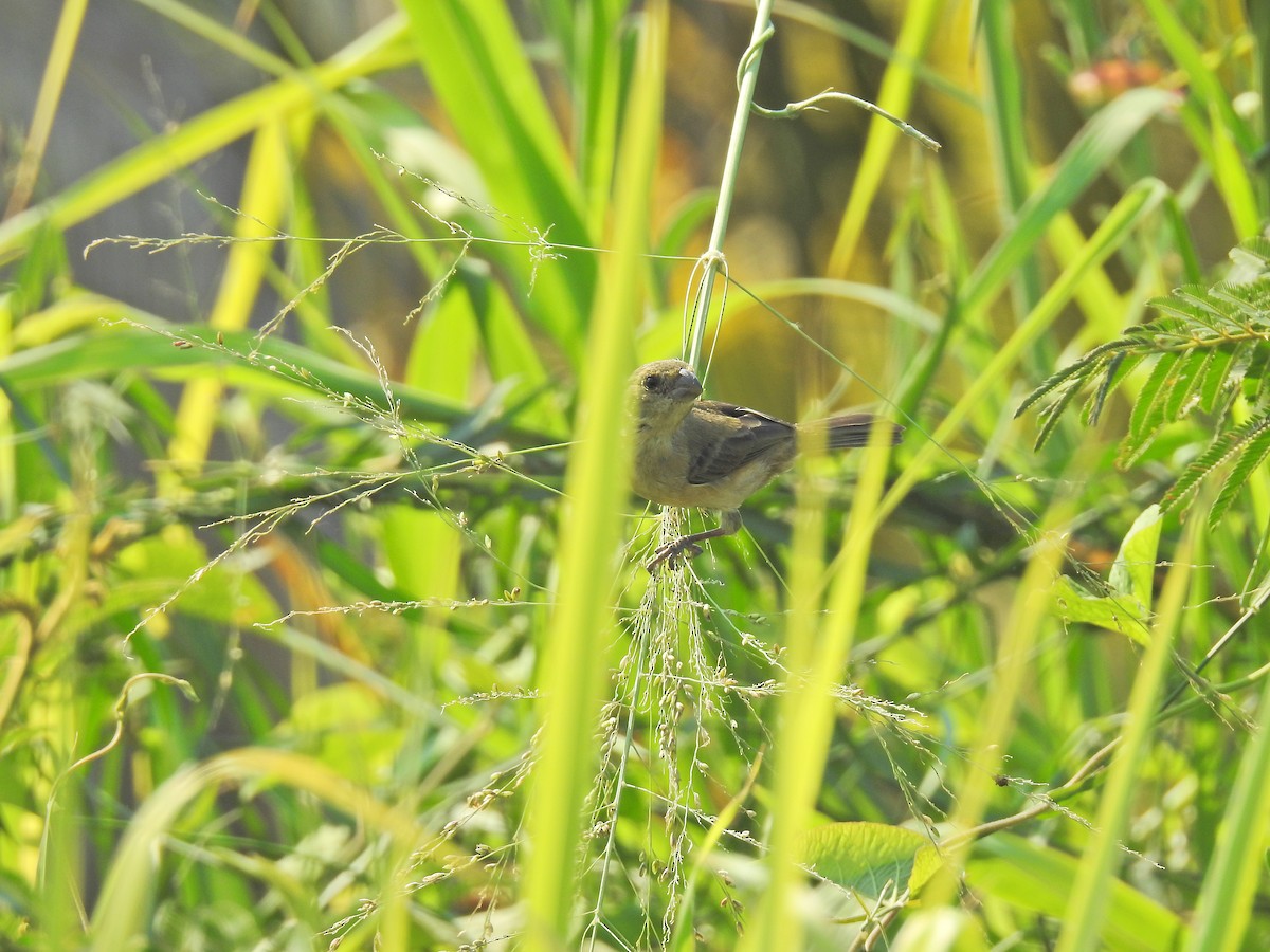 Cinnamon-rumped Seedeater - Nicola Cendron