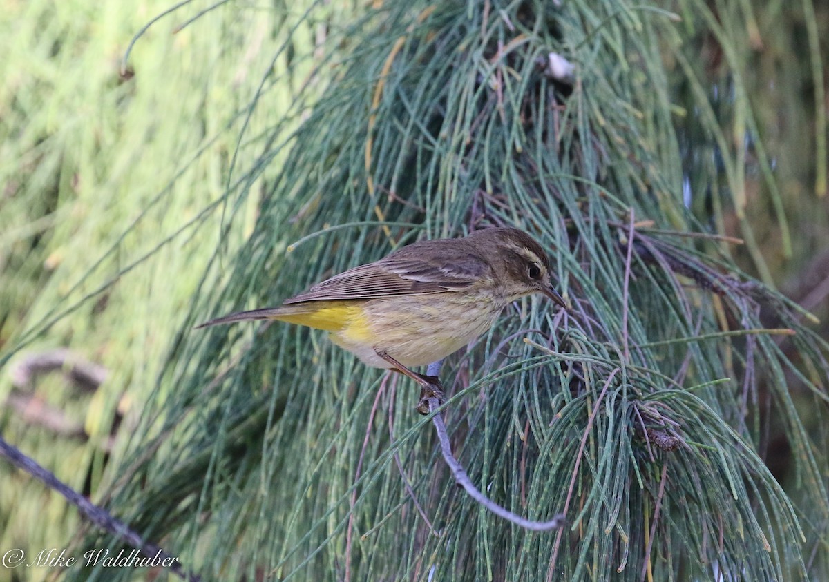 Palm Warbler - ML152921191