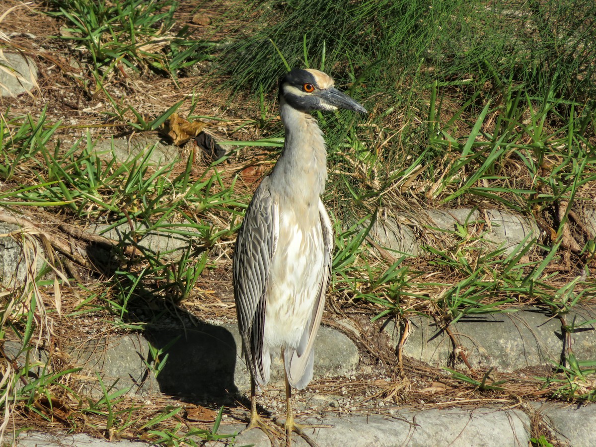 Yellow-crowned Night Heron - ML152921321