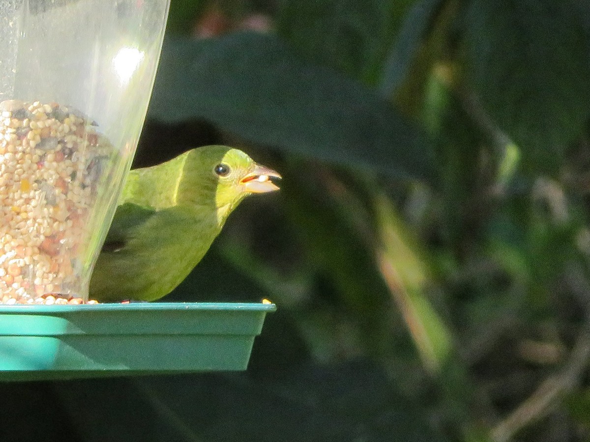 Painted Bunting - ML152921481