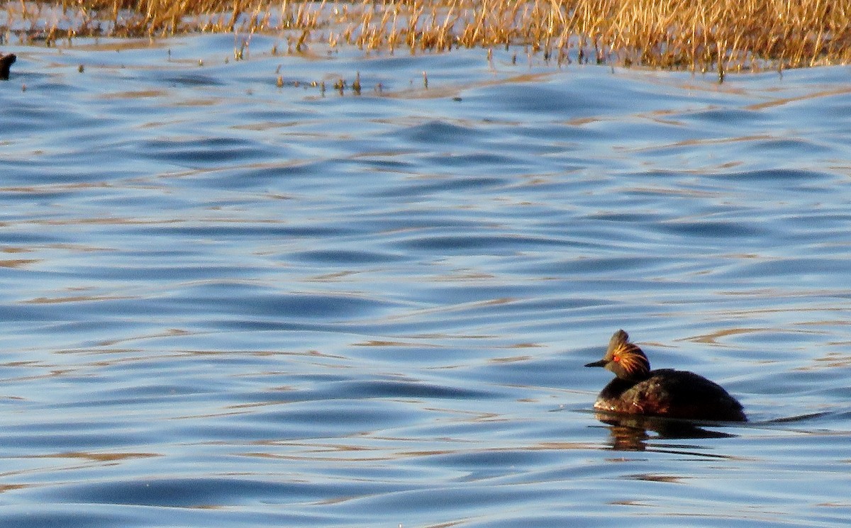 Eared Grebe - ML152921571