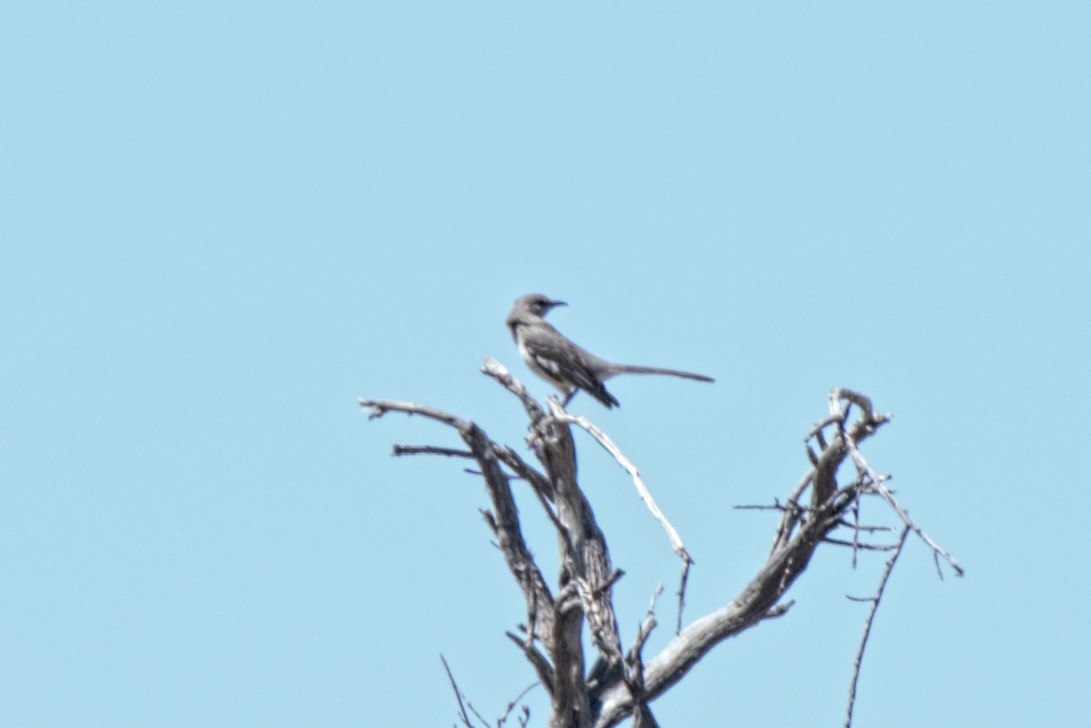 Northern Mockingbird - Debbie Jacquez