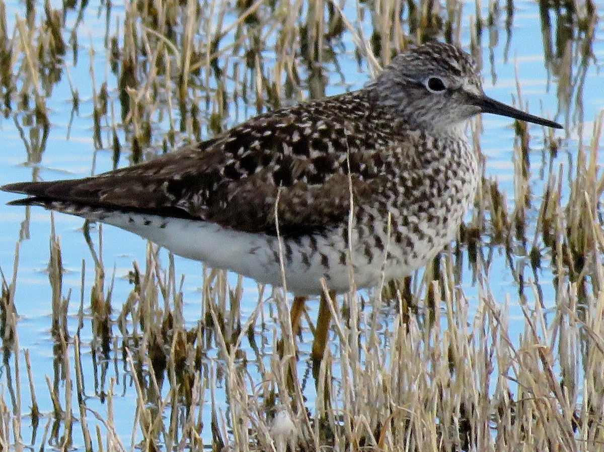 Lesser Yellowlegs - ML152921911