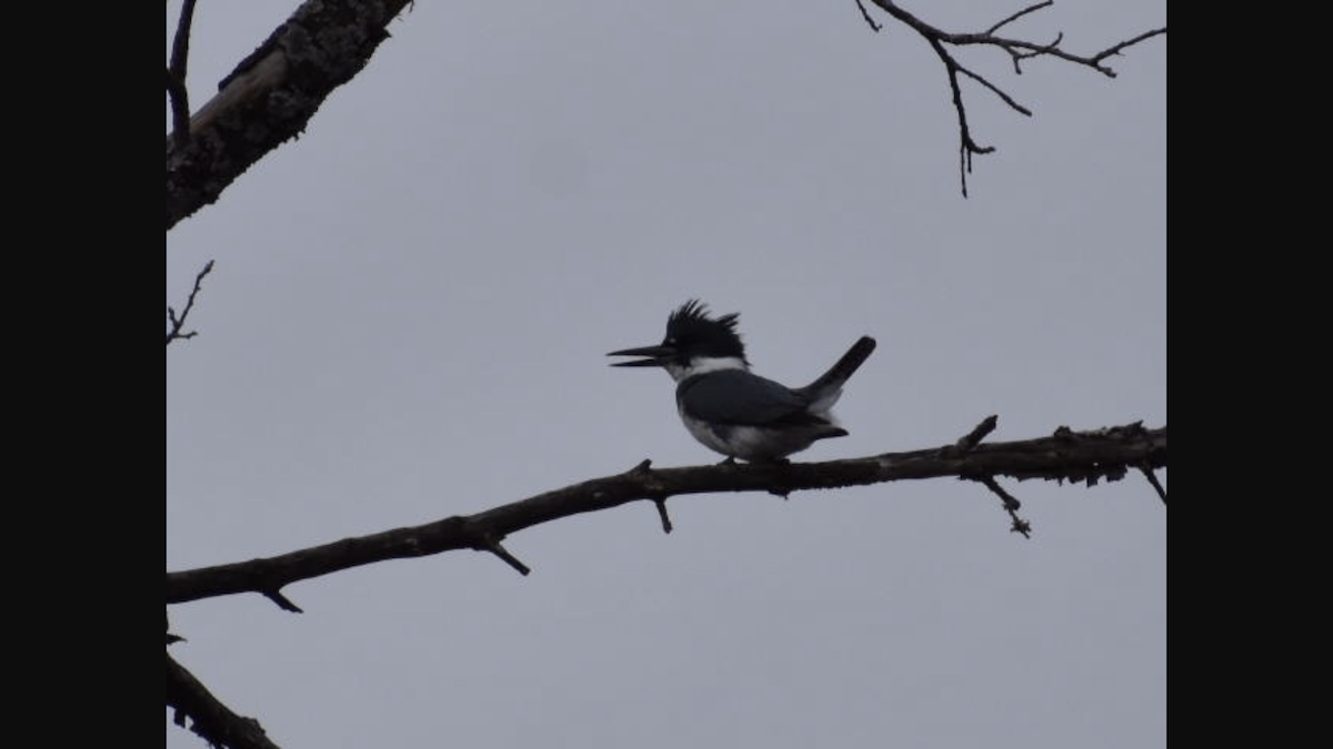 Belted Kingfisher - ML152922151