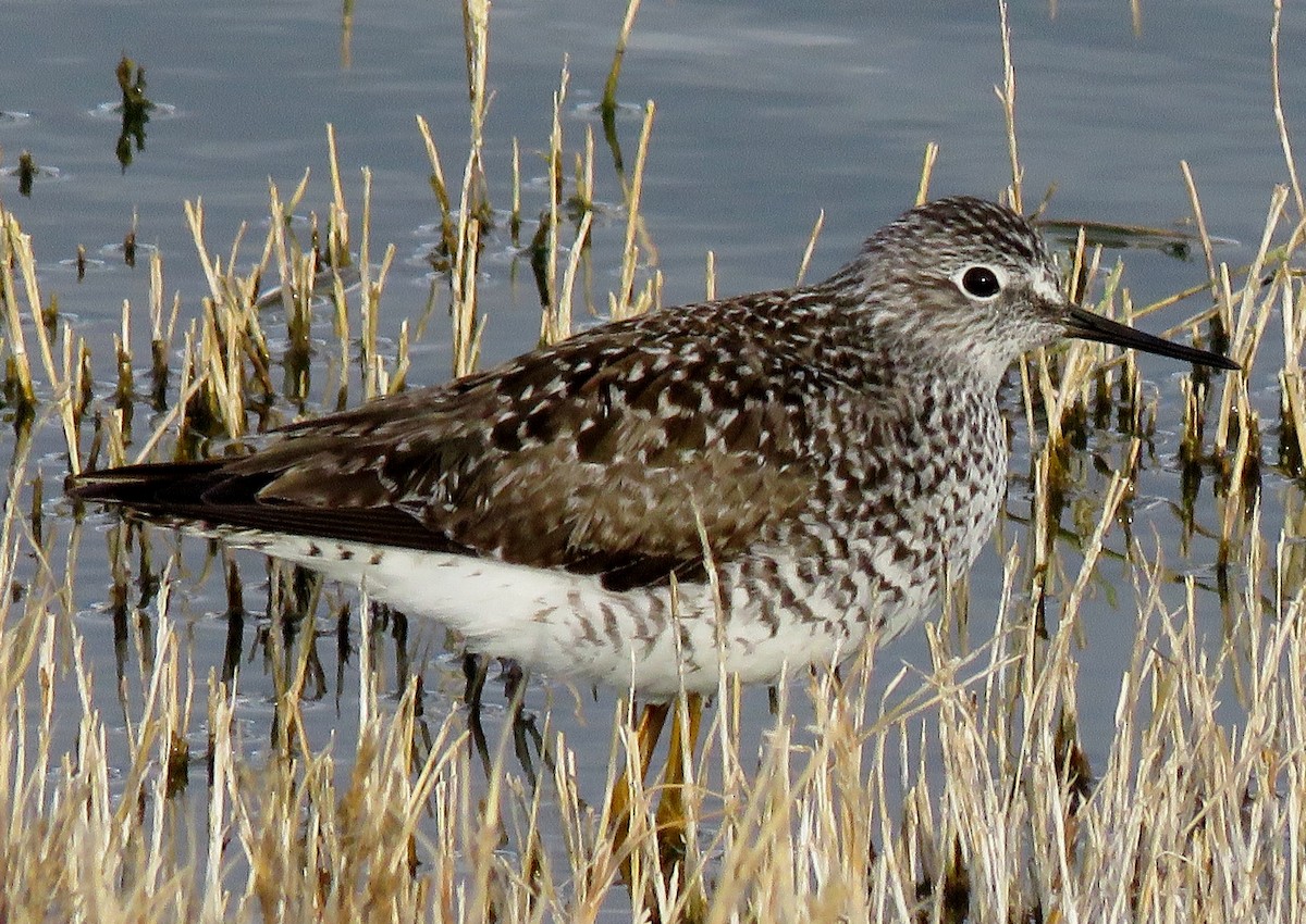 Lesser Yellowlegs - ML152922181