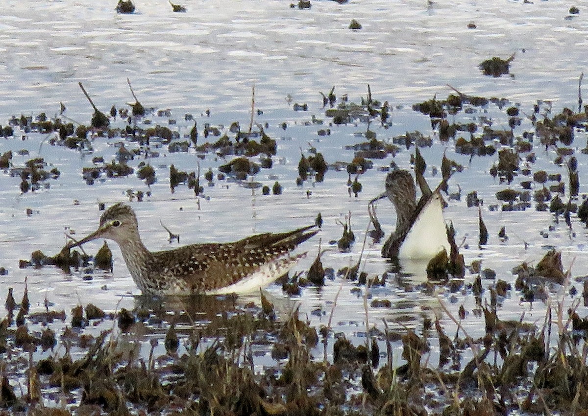 Lesser Yellowlegs - ML152922241