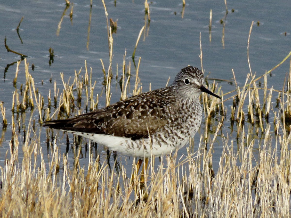 Lesser Yellowlegs - ML152922281