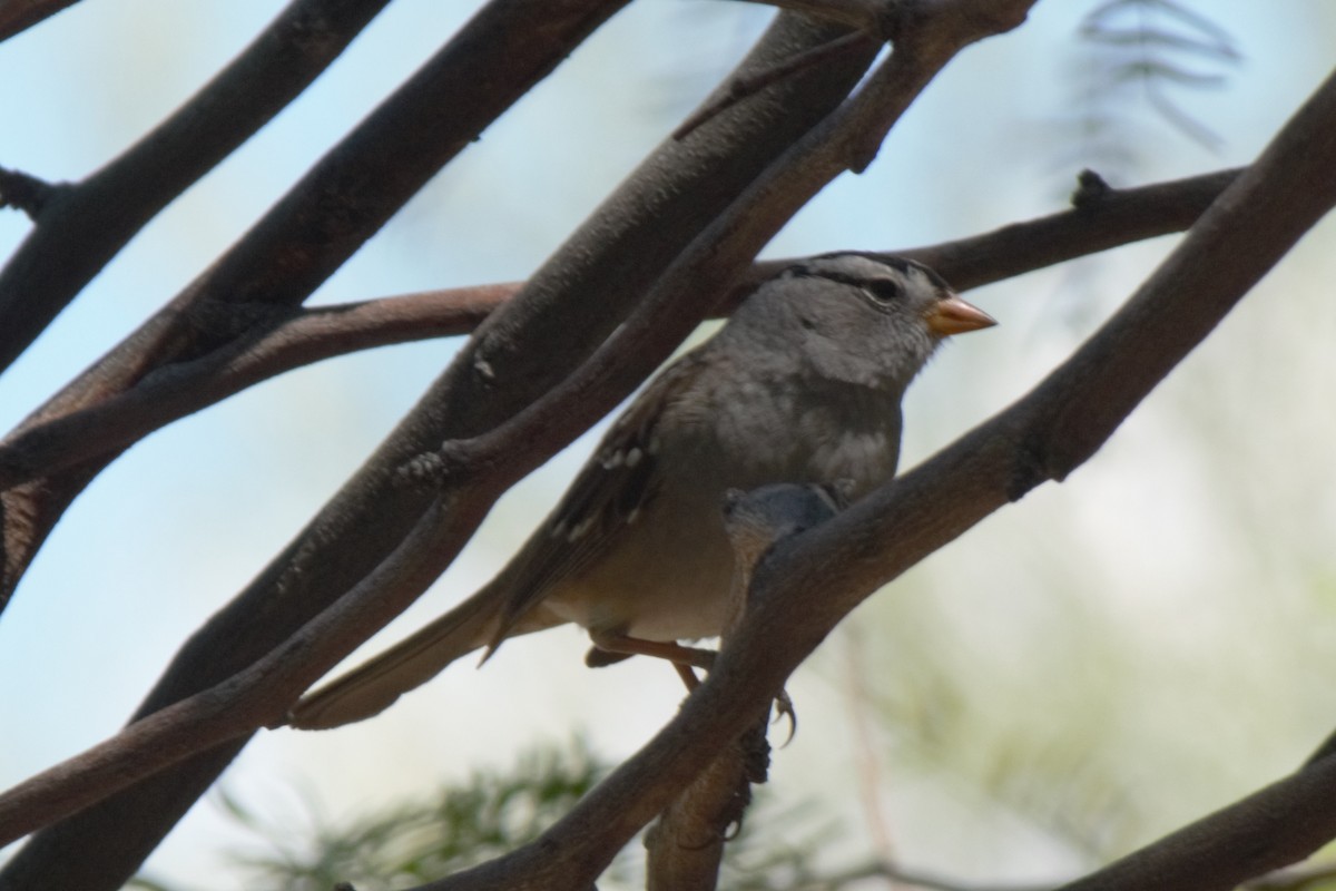 White-crowned Sparrow - Debbie Jacquez