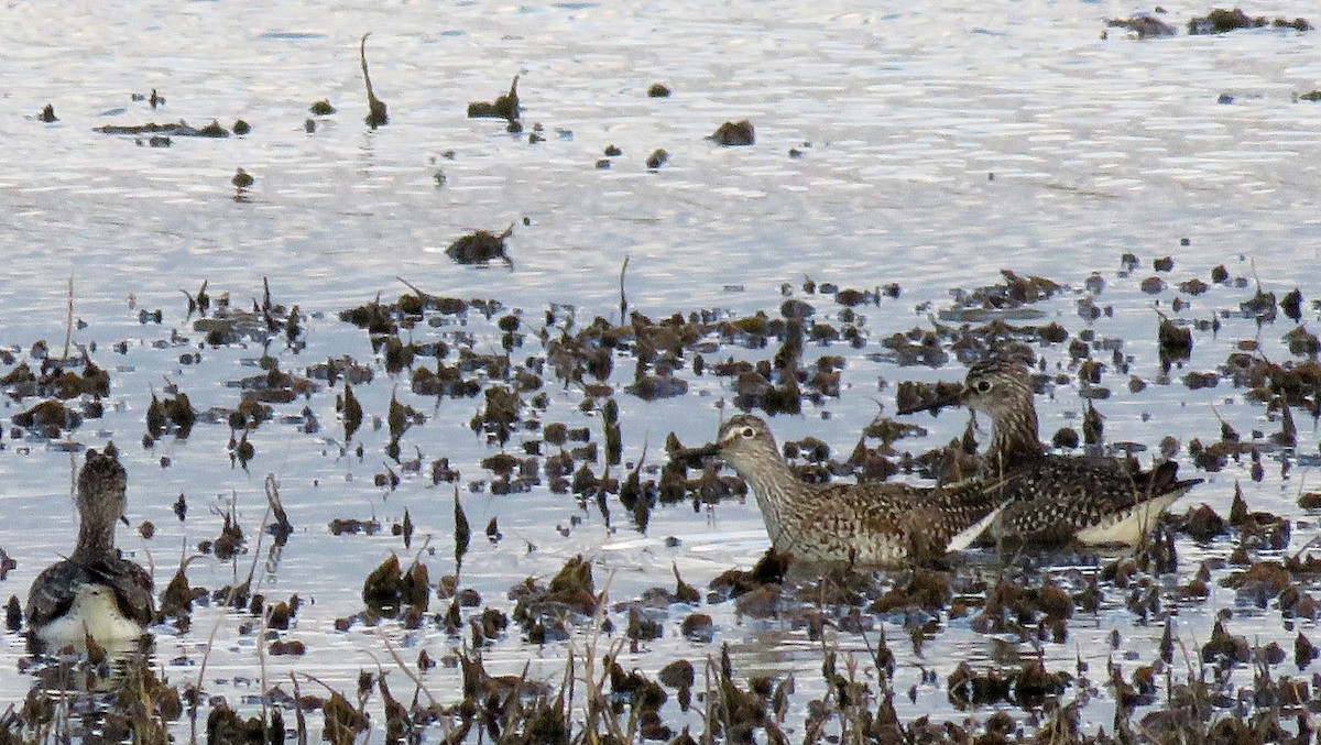 Lesser Yellowlegs - ML152922451