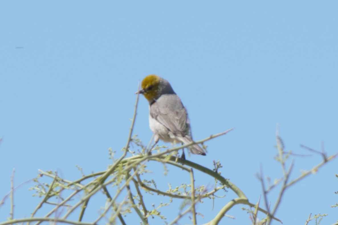 Pájaro Moscón Baloncito - ML152922501