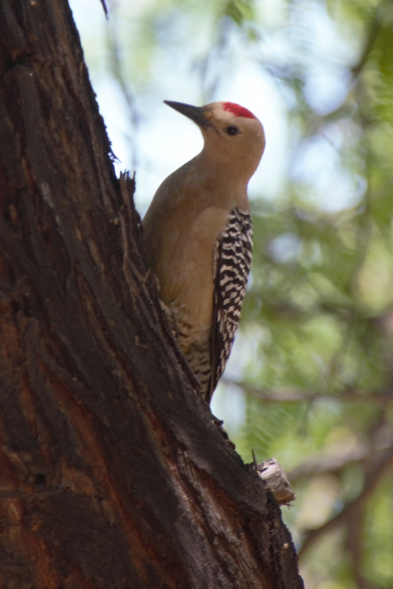 Gila Woodpecker - Debbie Jacquez