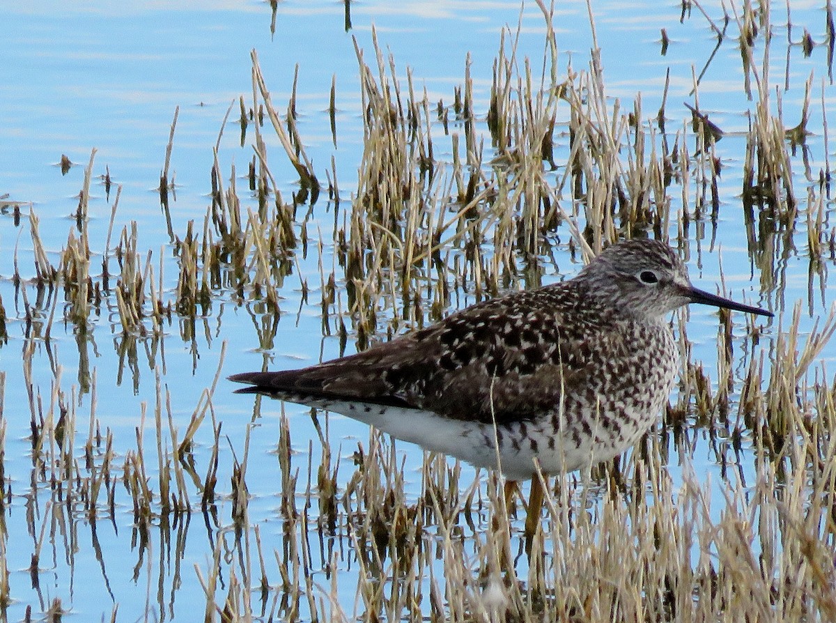 Lesser Yellowlegs - ML152922721