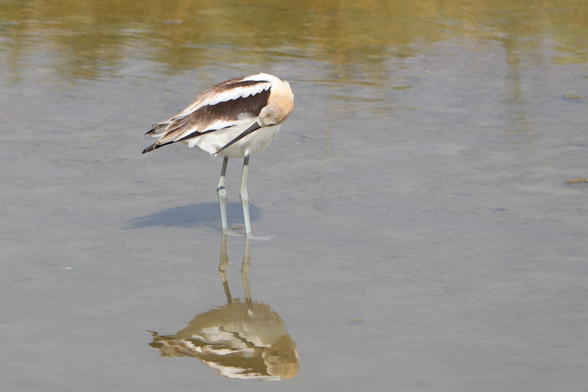 Avocette d'Amérique - ML152923101