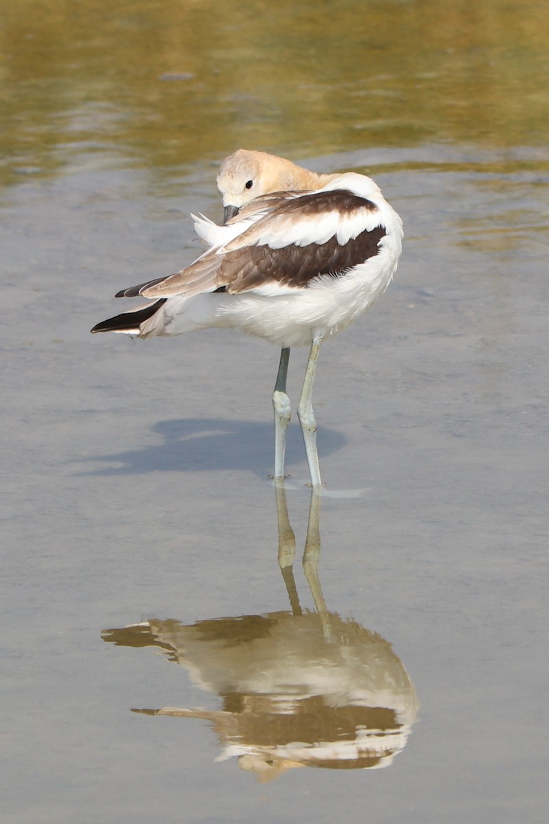 Avocette d'Amérique - ML152923121