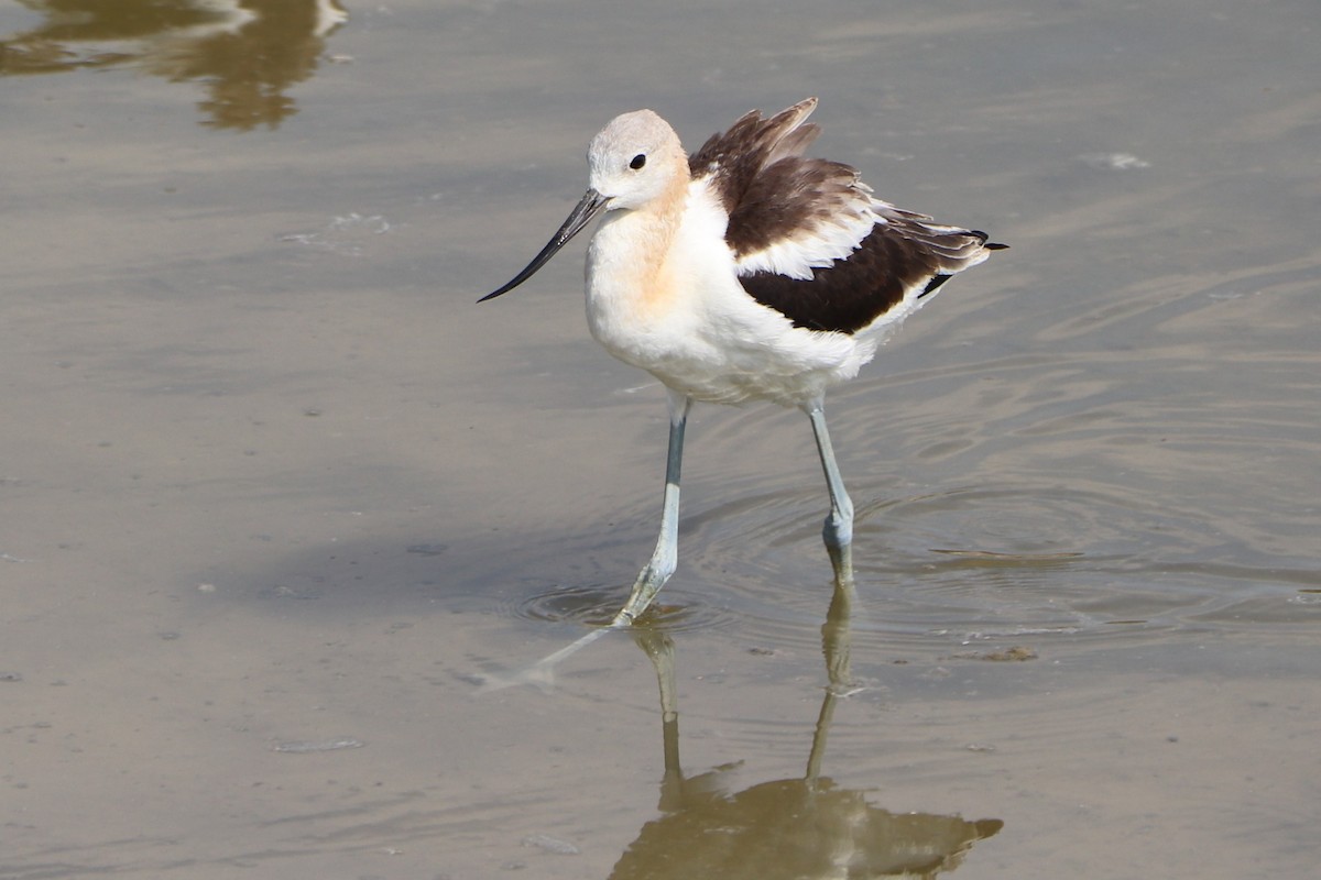 Avocette d'Amérique - ML152923141