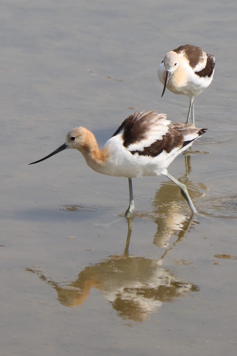 American Avocet - Sara Masuda