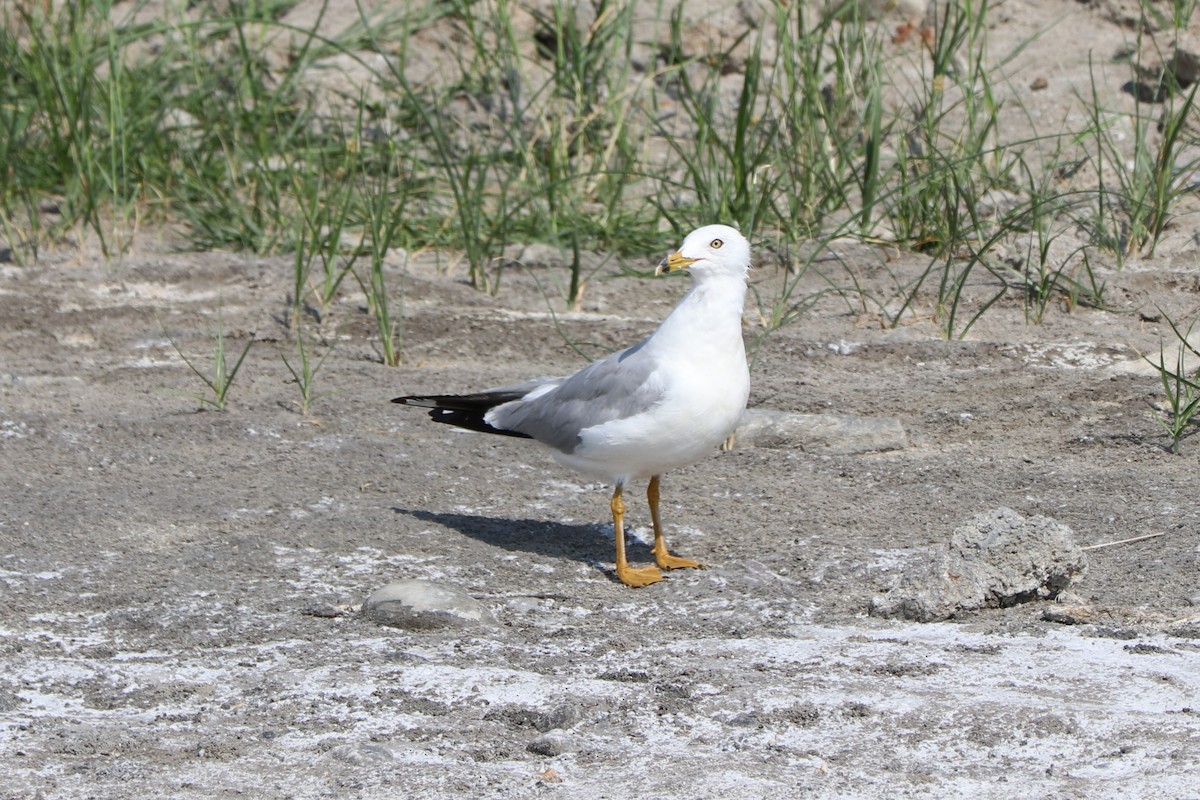 Ring-billed Gull - ML152923321