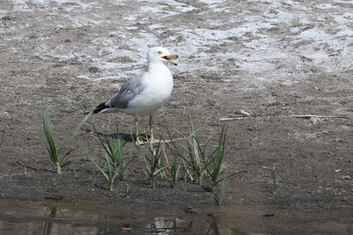 Ring-billed Gull - ML152923331