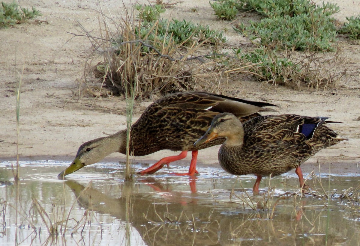 Mexican Duck - ML152923391