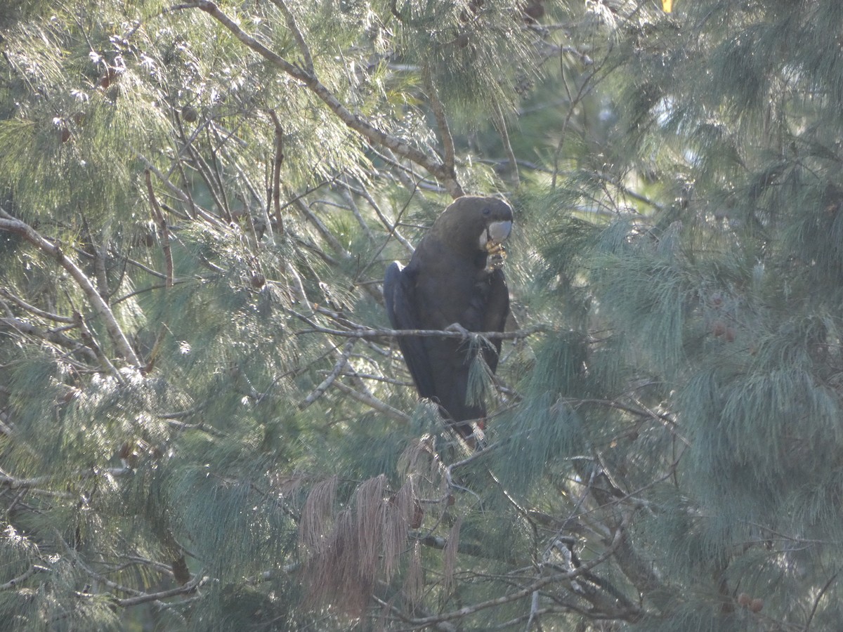 Glossy Black-Cockatoo - Eric Hellgren