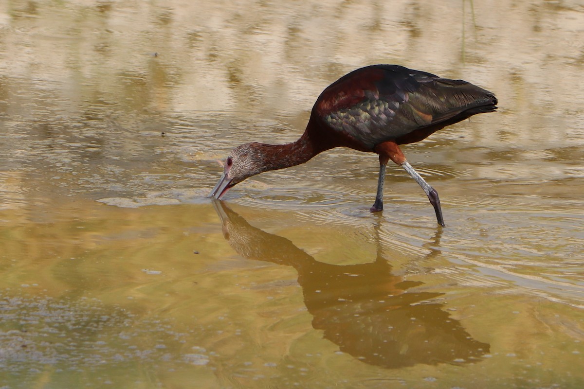ibis americký - ML152923781