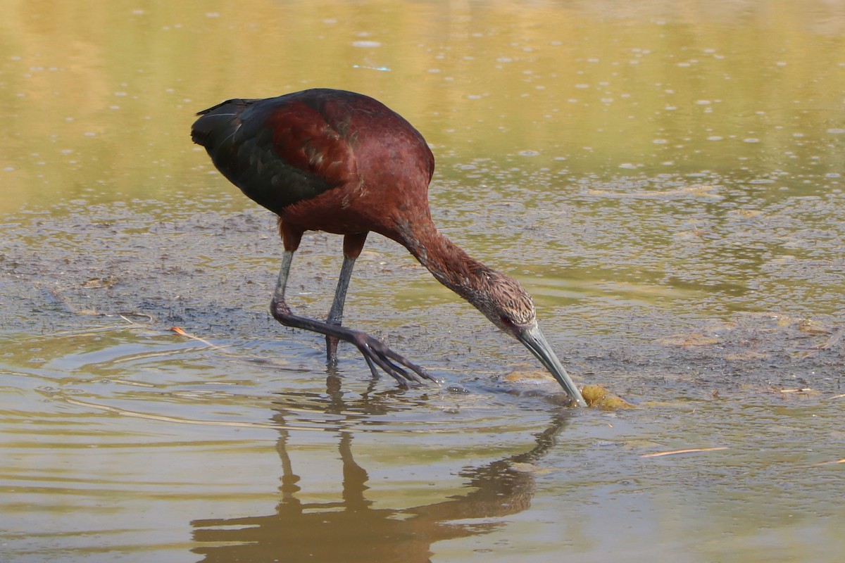 Ibis à face blanche - ML152923801