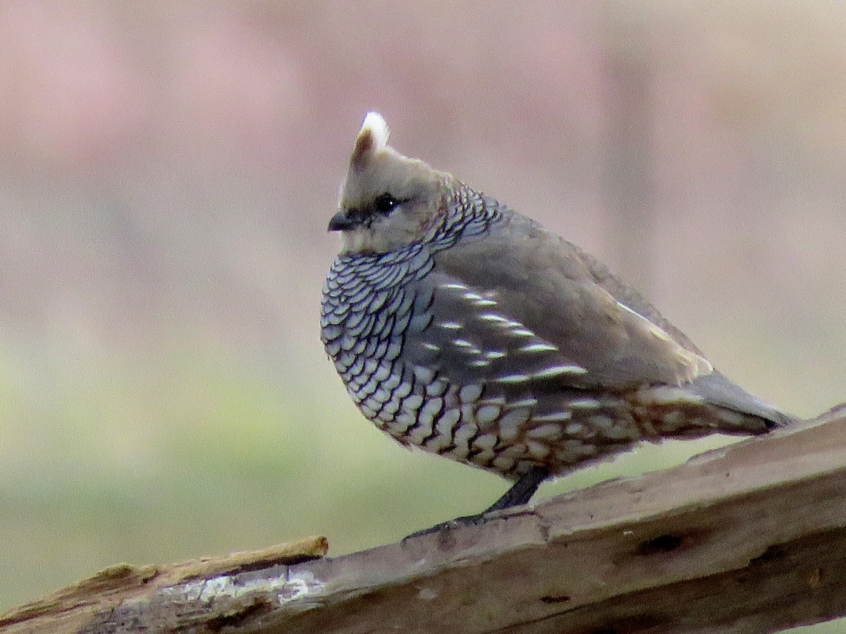 Scaled Quail - ML152923911