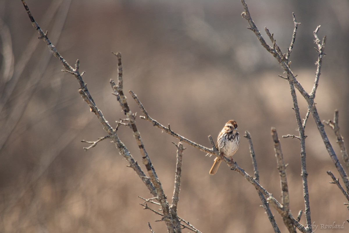 Song Sparrow - ML152923921