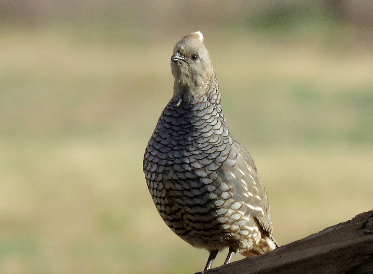 Scaled Quail - ML152924121