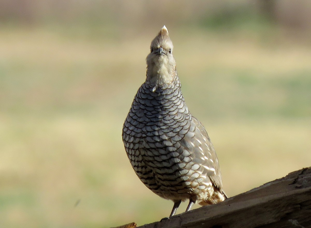 Scaled Quail - ML152924231