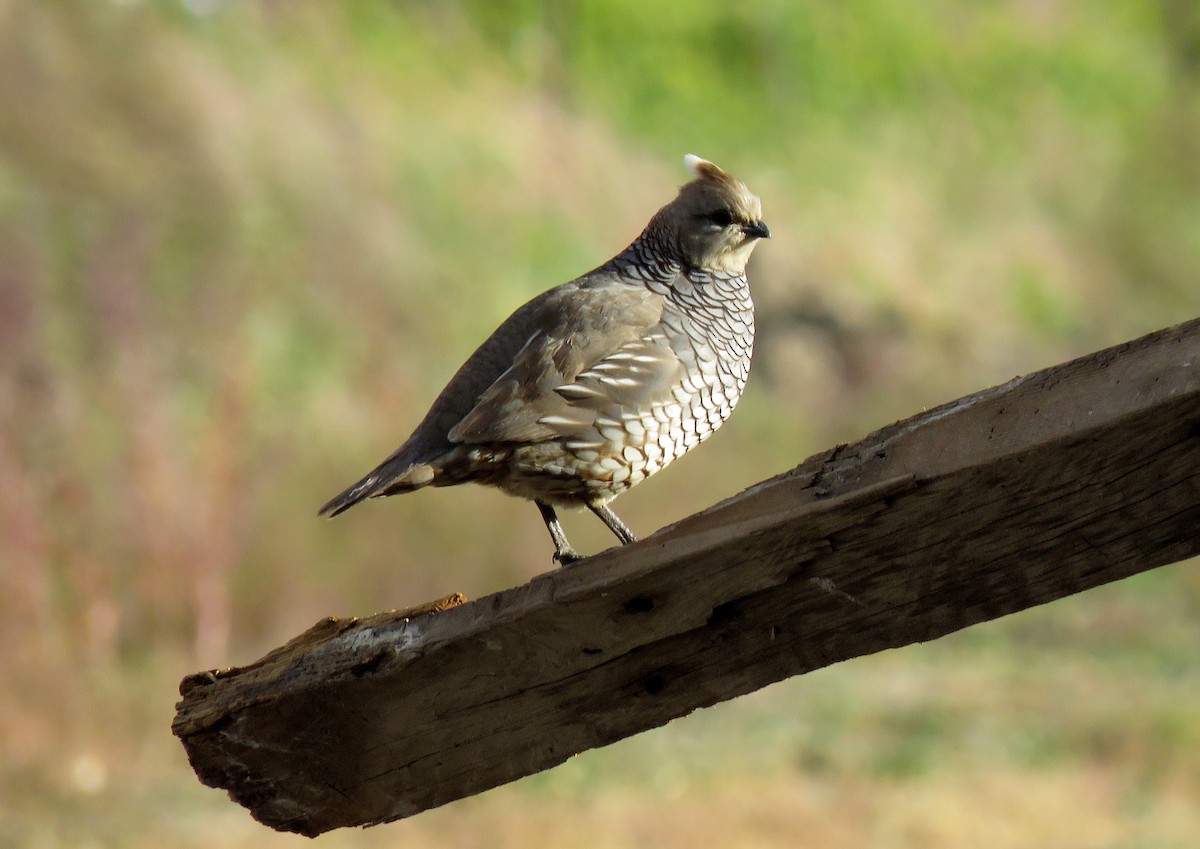 Scaled Quail - ML152924341