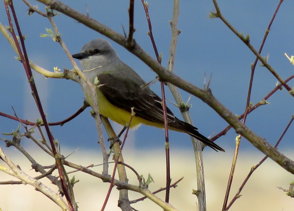 Schmalschnabel-Königstyrann - ML152925041