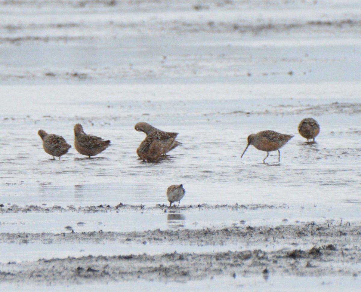 Long-billed Dowitcher - Victor Webber