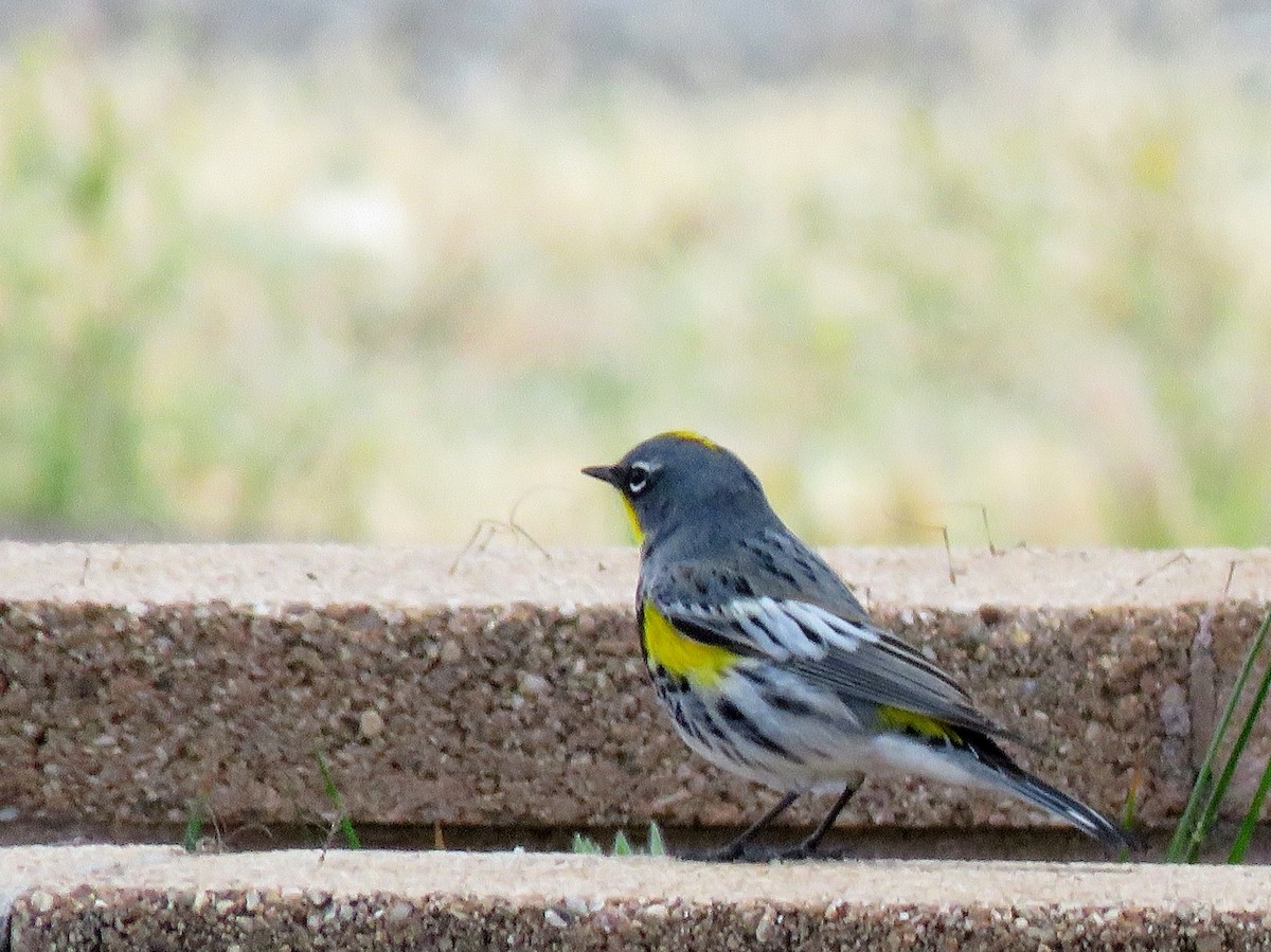 Yellow-rumped Warbler - ML152925141