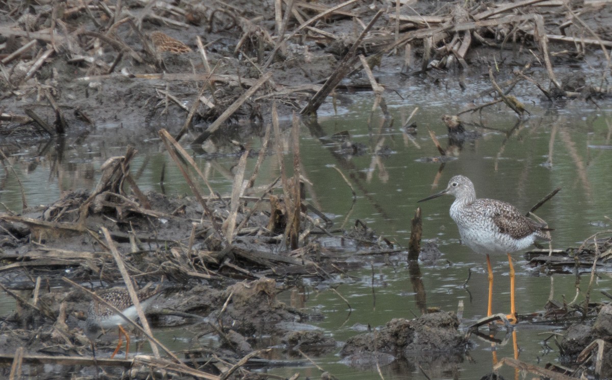 Greater Yellowlegs - ML152925201