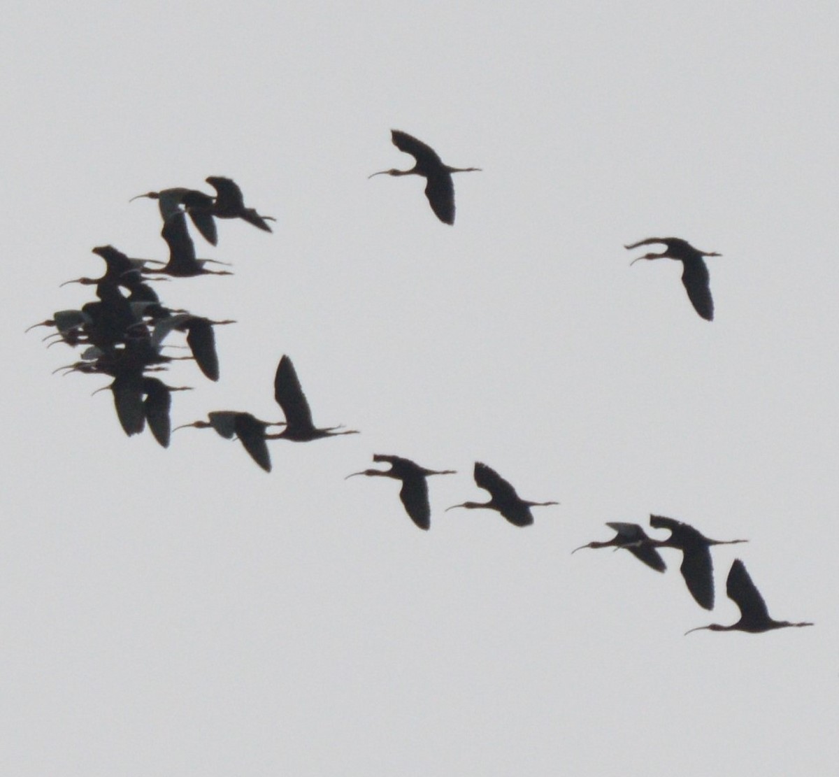 White-faced Ibis - ML152925301