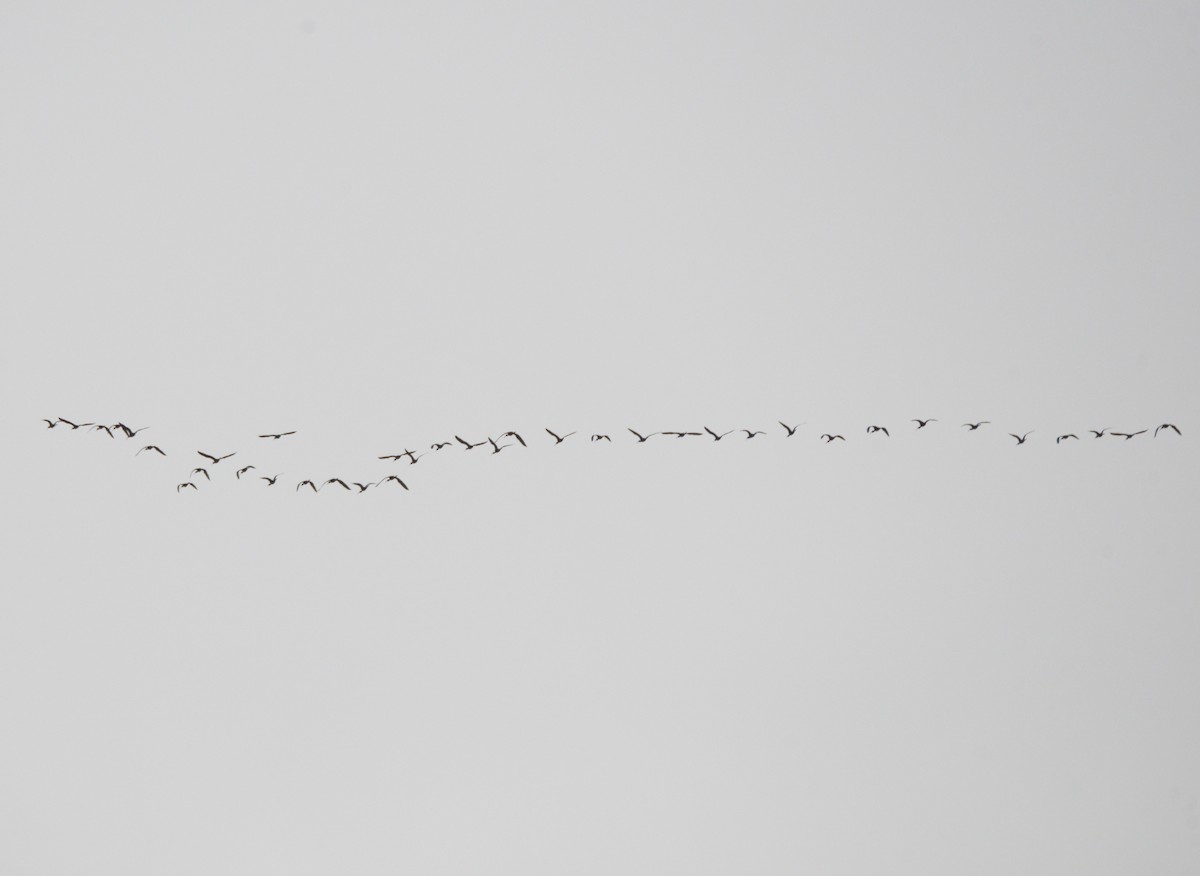 White-faced Ibis - ML152925341