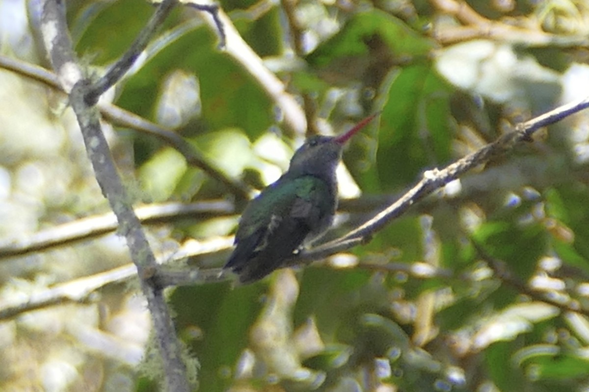 kolibřík safírový - ML152925721