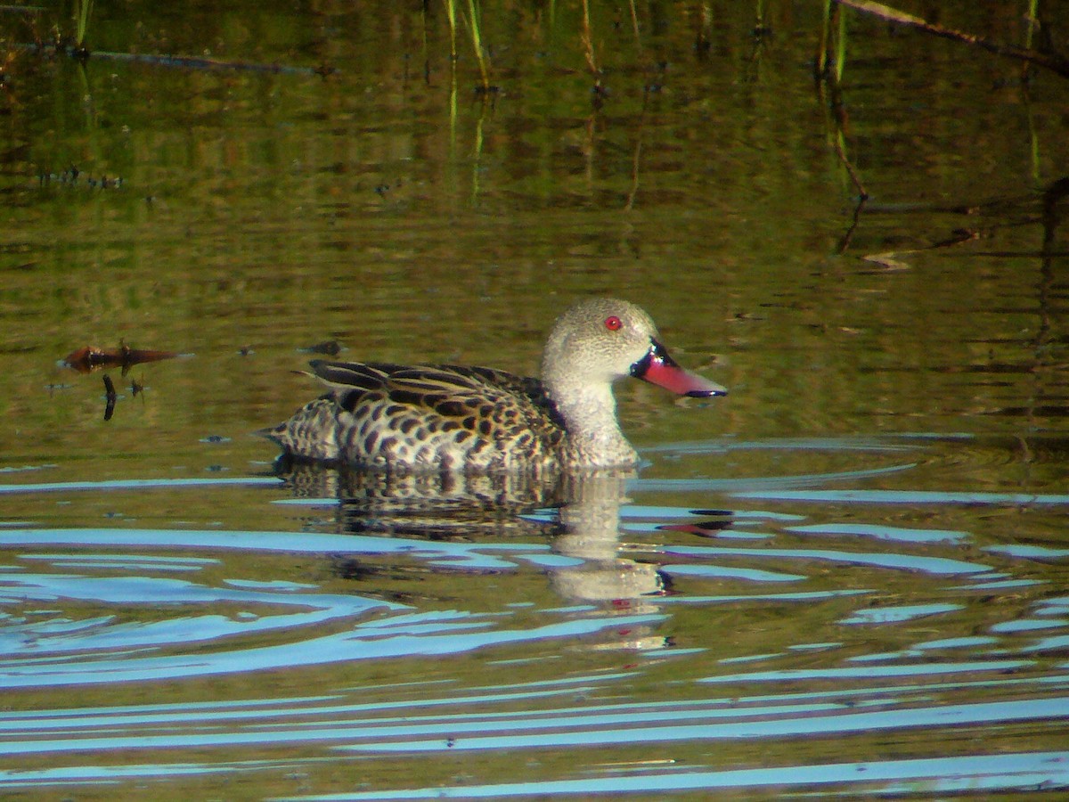 Canard du Cap - ML152925921