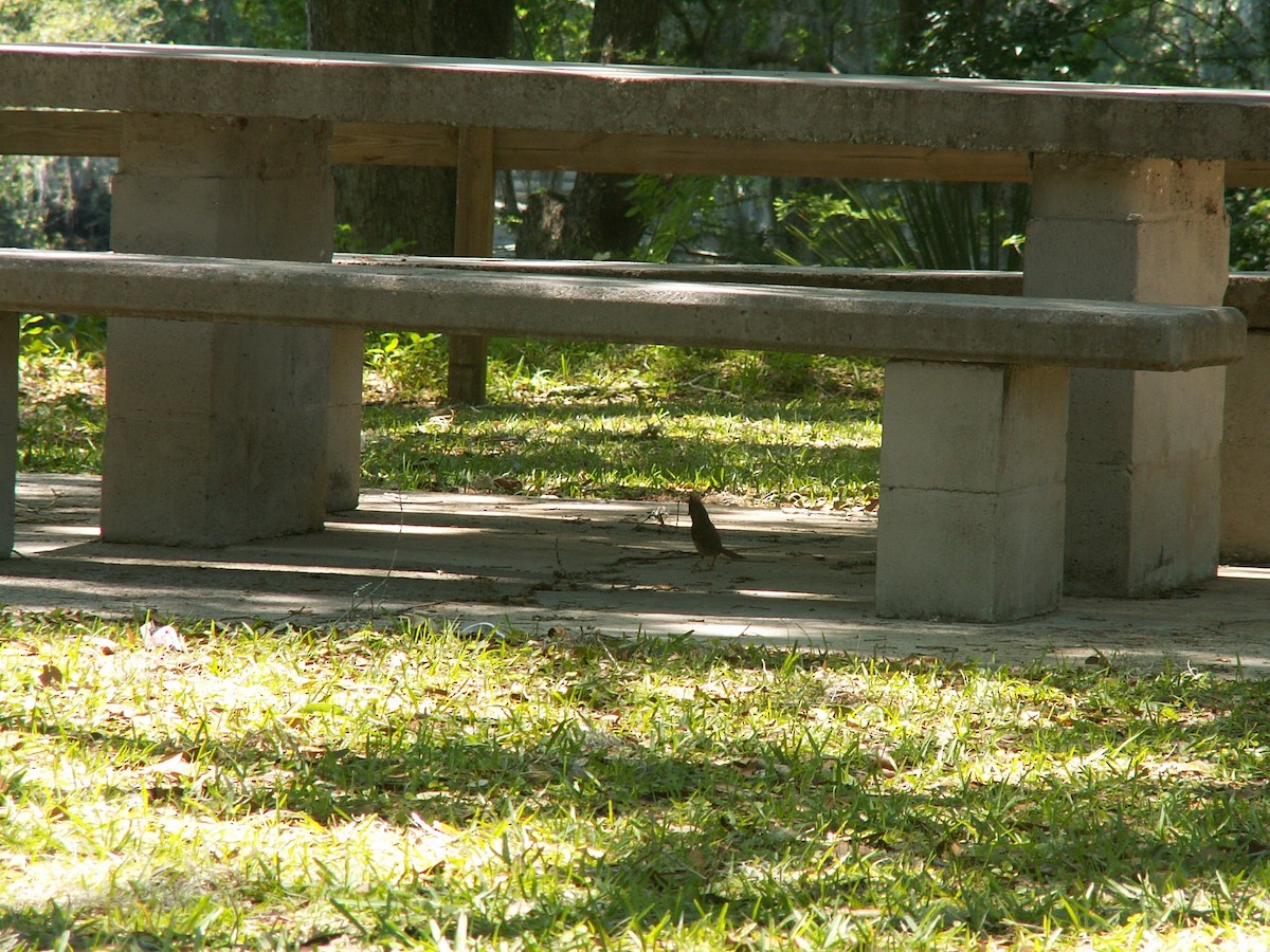 קרדינל צפוני - ML152926471