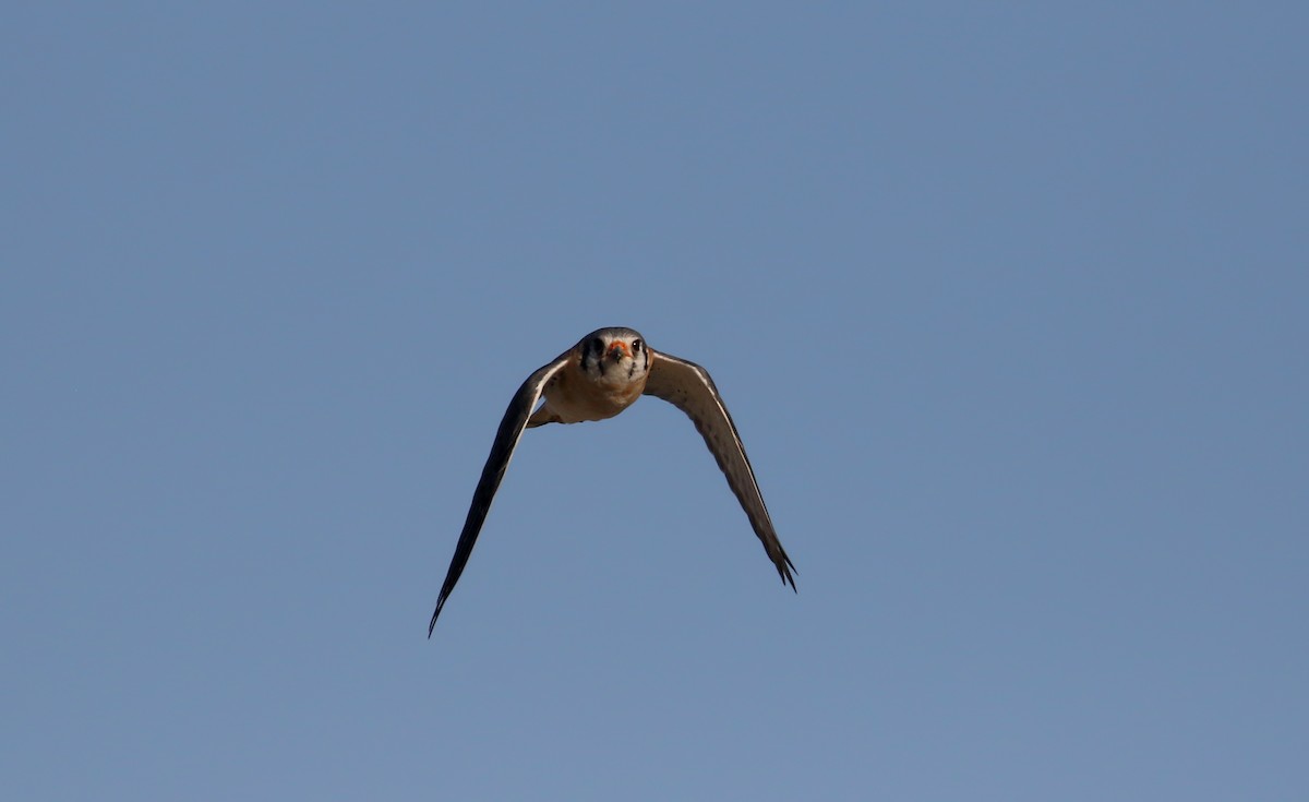 American Kestrel (Hispaniolan) - ML152927331